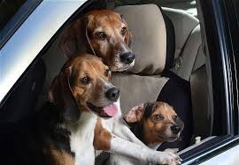 Bildergebnis für ‫سگ واقی وکربه واقی‬‎