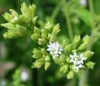 <b>Stevia</b> the Sweet Herb