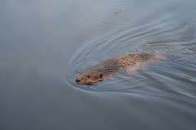 Image result for Beaver Sc