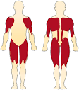 muscular <b>atrophy</b> than are
