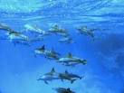 Marsa Alam: Egyptian Red Sea Hidden Gem (photo essay)Travel The ...