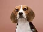 Beagle dog Desktop Wallpaper 4 - Wallcoo.