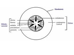 Rizodermis