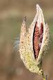200px-Milkweed-in-seed.jpg