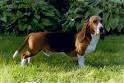 Basset Artesien Normand Information and Pictures, Basset Artesien ...