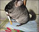 funny chinchilla