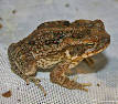 Cane toads in Australia - Wikipedia, the free encyclopedia