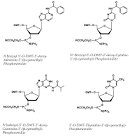 e-oligos DNA Synthesis