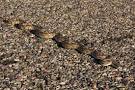 wildherps.com - Gopher Snake (Pituophis catenifer)