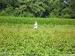 Foreign worker - Wikipedia, the free encyclopedia