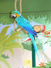 Parrot, Longleat safari park, - via Daymix