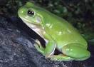 Care of amphibians - Australian Museum