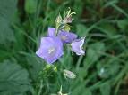 Bellflower | Campanula Flower