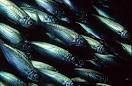 Common Jack Mackerel, Trachurus declivis (Jenyns, 1841 ...