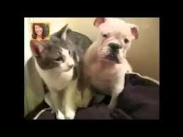 Bildergebnis für ‫سگ واقی وکربه واقی‬‎