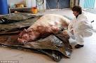 Norway polar bear attack survivor Patrick Flinders left with TEETH ...