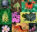 Tulula Wetlands - Biodiversity