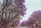 File:Jacaranda trees in Montagu Ave, Harare, Zimbabwe in 1975.jpg ...
