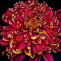 Gypsy Magic: About Chrysanthemum Day