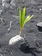 Coconut - Wikipedia, the free encyclopedia