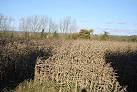 Maize is a cereal crop, indigenous to the Americas. In Britain it is usually - via Daymix