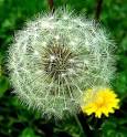 Common Dandelion