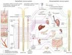 autonomic nervous system -- Britannica Online Encyclopedia