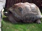 Aldabra Tortoise: WhoZoo
