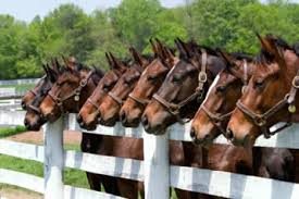Cheval Veterinary - Horse Vet Kilkenny