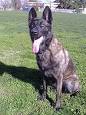 Dutch Shepherd Dog - Wikipedia, the free encyclopedia