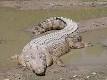 220px-SaltwaterCrocodile(' ...