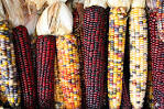 File:Corncobs.jpg - Wikipedia, the free encyclopedia