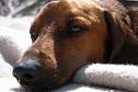 Dog Behavior Training | eHow.