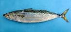 Tunnies &amp; Mackerel (NE Atlantic)