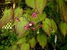 Bishop's Cap, <b>Epimedium</b>