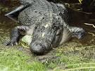 http://images.nationalgeographic.com/wpf/media-live/photos/000/004/cache/american-alligator_444_600x450.jpg