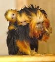Your morning adorable: Baby golden-headed lion tamarins - latimes.