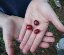 Ever Wonder What a Coffee Cherry Tastes Like  Serious Eats  Drinks