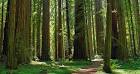 Parks | Save the Redwoods League