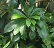 <b>Sapotaceae</b>