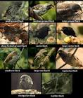 http://www.biologyjunction.com/images/FinchTypes.jpeg