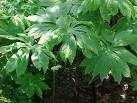 <b>Podophyllum peltatum</b>