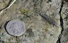 dying in the mass extinction along with ammonites and dinosaurs. - via Daymix