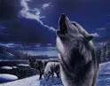 Take a Stand Against Anti-Wolf Legislation: Sign the petition now ...