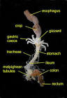 07 - <b>parasites</b> 3