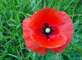 Image result for poppys