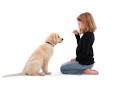 Welcome to Dog Trainer Massachusetts | Absolute K9 Solutions
