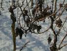 Basic Juice - the wine blog for my generation: Eiswein/Ice Wine