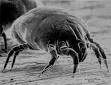 Allergen - Wikipedia, the free encyclopedia