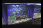 freshwater-aquarium-decorating ...